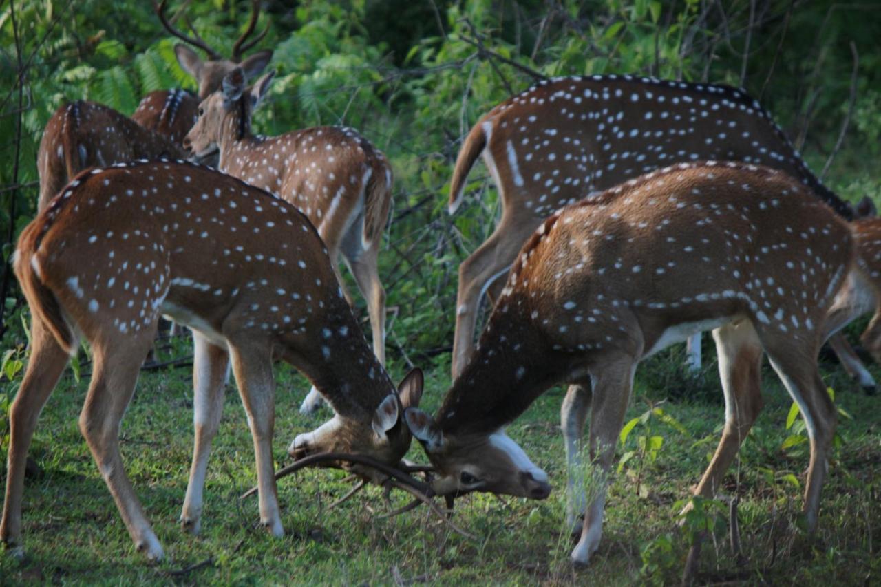 Vividearth Resorts Bandipur Exterior photo